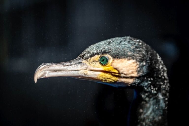 Ukai cormorant portrait