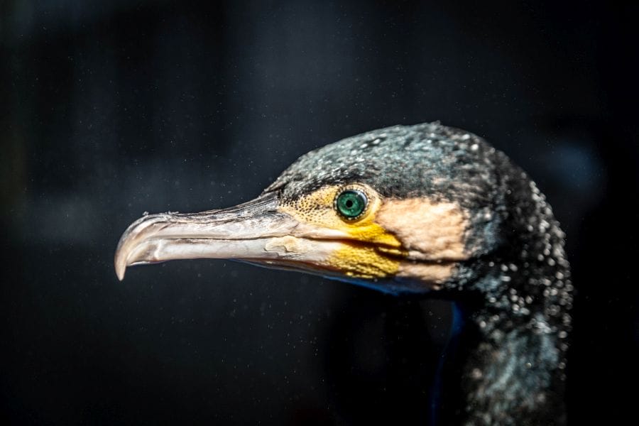 Ukai cormorant portrait
