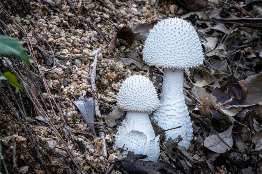 Kure, Kurahashijima Hiyama prickly mushrooms