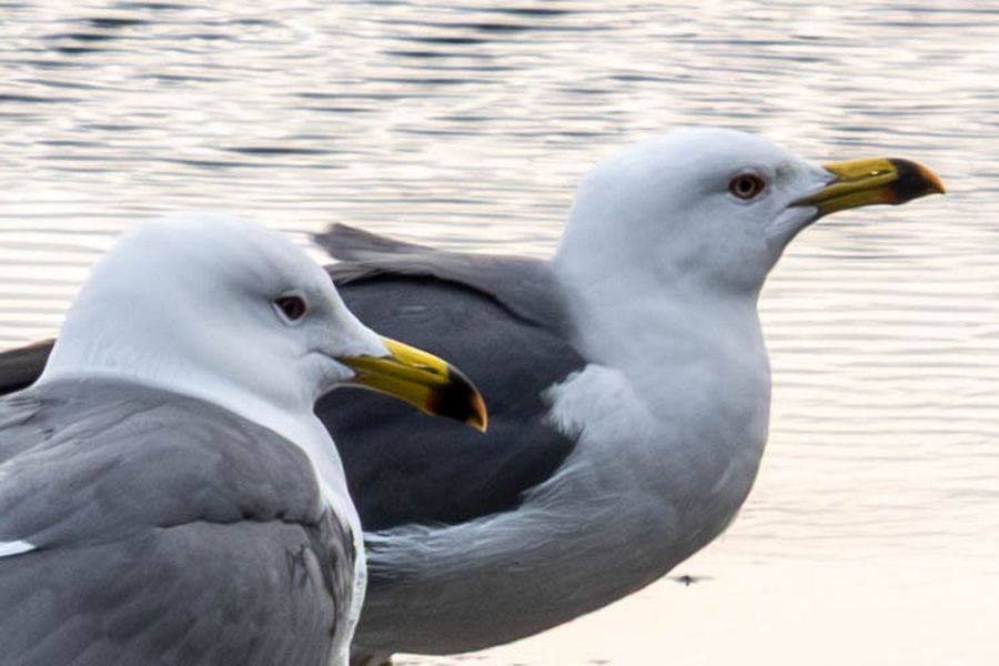 Ine puddle with seagulls