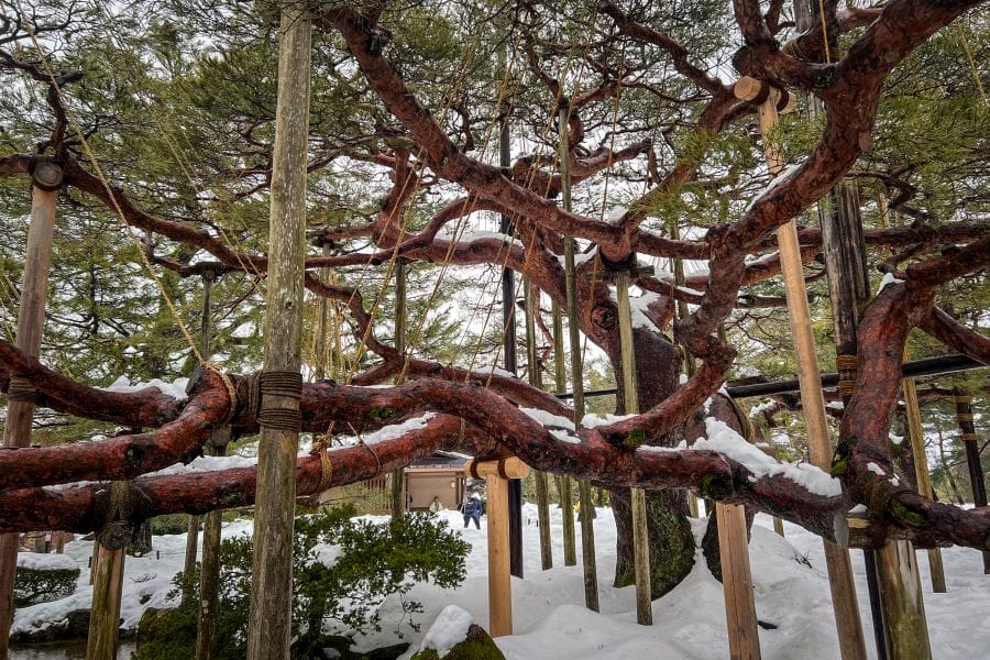 Kenroku-en Garden branching pine