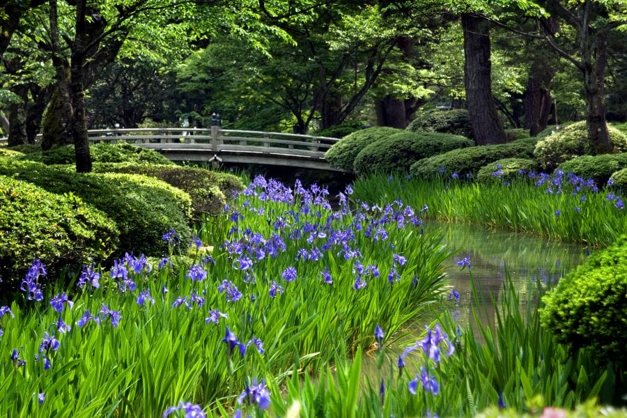 Kenroku-en Garden irises