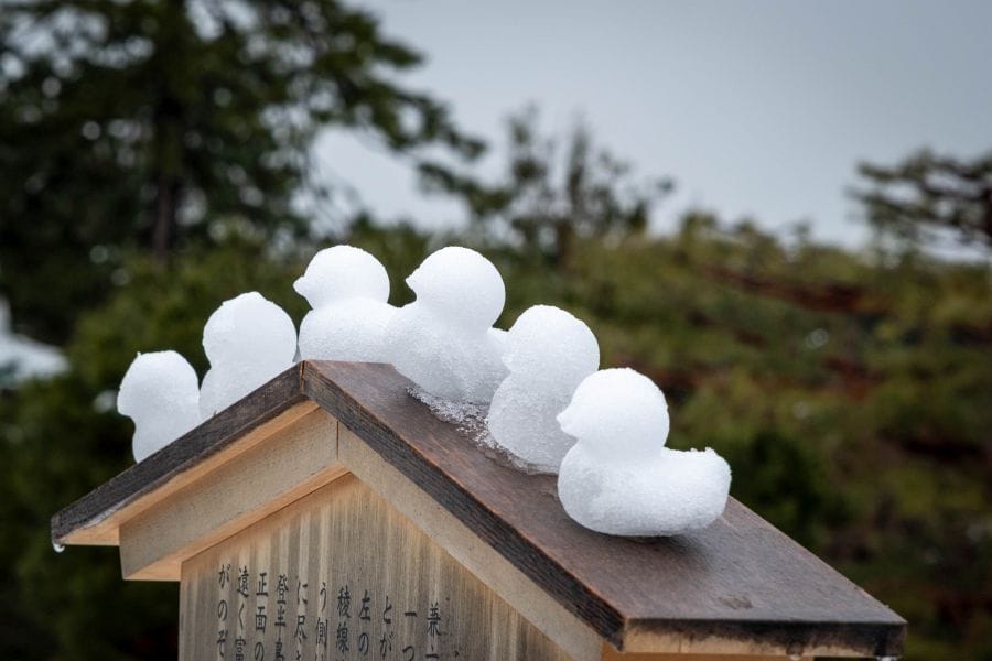 Kenroku-en Garden snow ducks