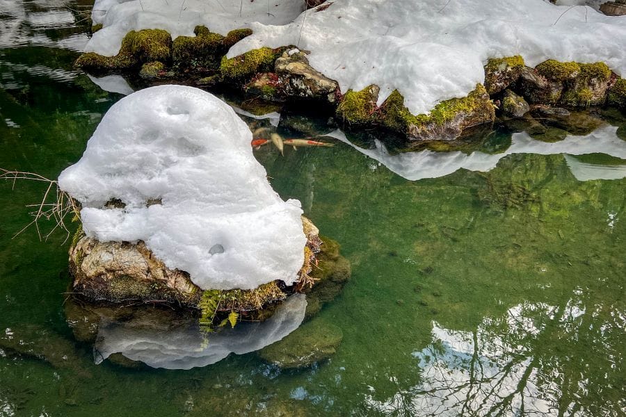 Nata-dera pond and carp