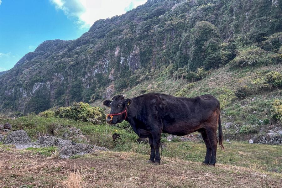 Hirado Sunset Way black cow
