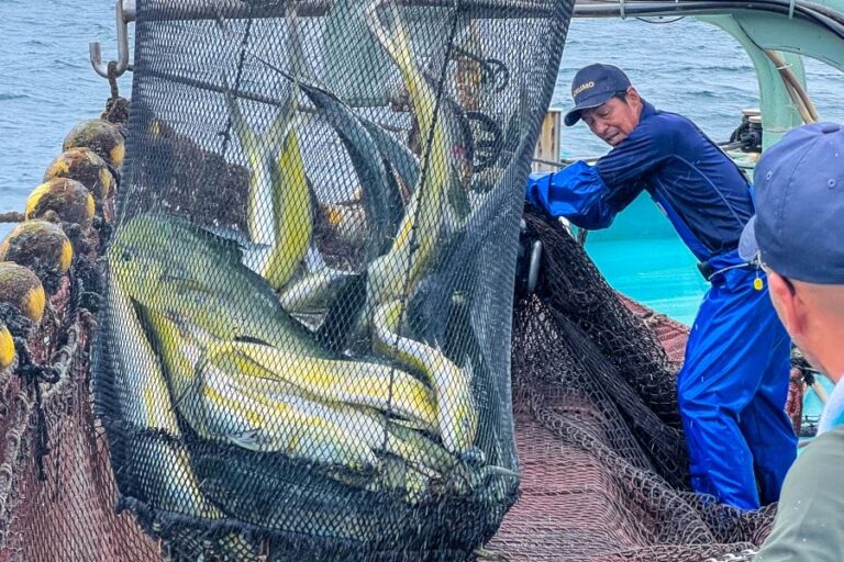 Hirado fishing mahi-mahi