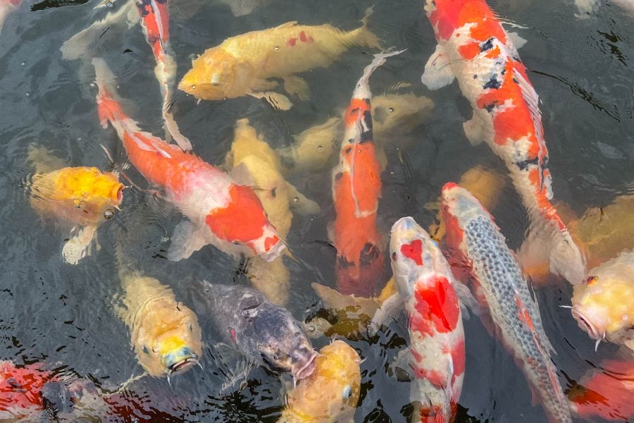 Hiroshima Airport Sankei-en Garden koi carp