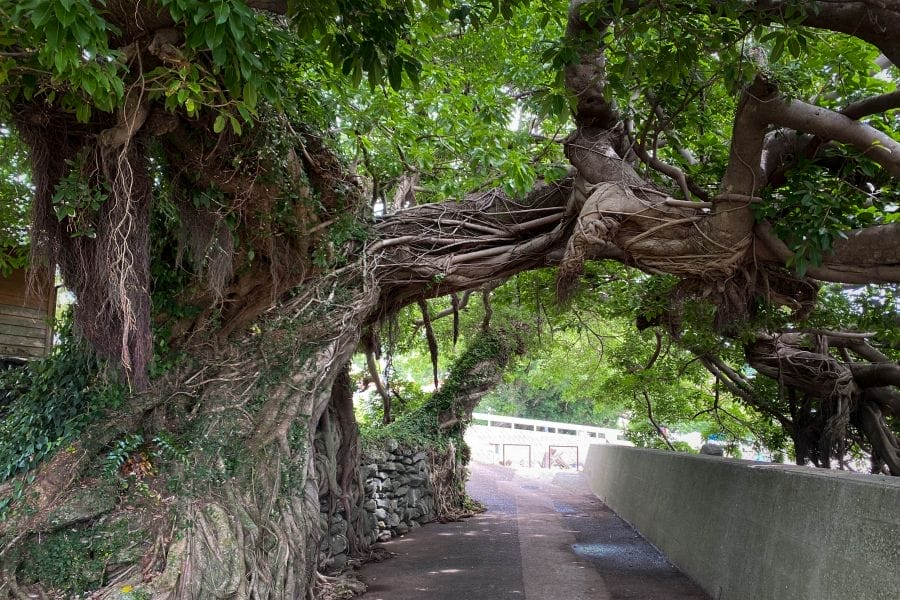 Kuchinotsu Hayasaki Fishing Harbour exotic tree roots