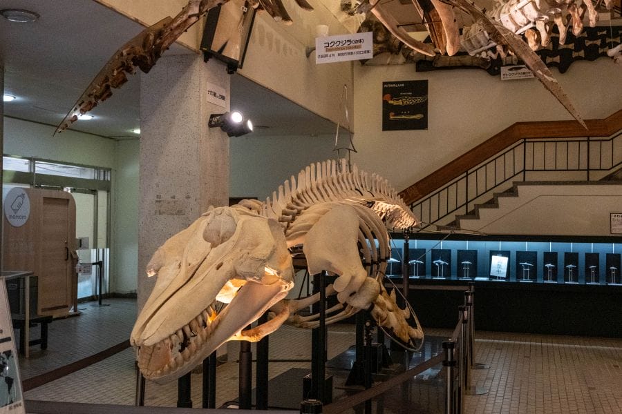 Taiji museum indoor whale skeleton