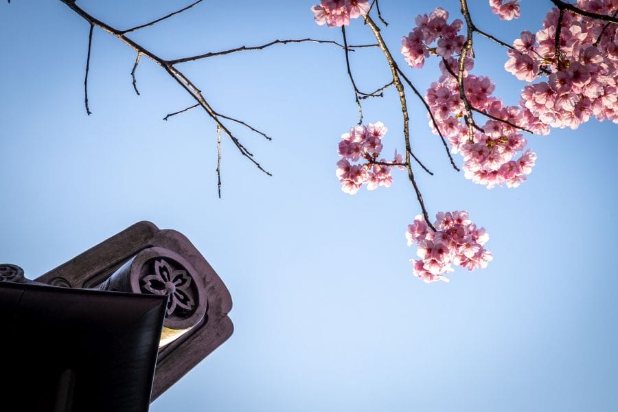 Gokoku Shrine cherry blossom and sakura roof tile