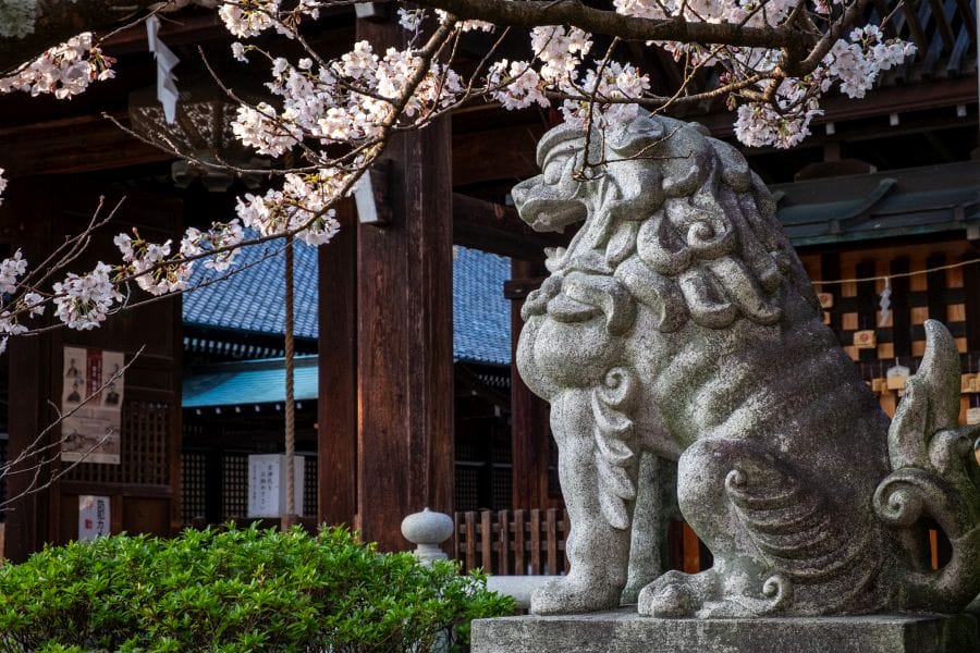 Gokoku Shrine cherry blossom and stone lion