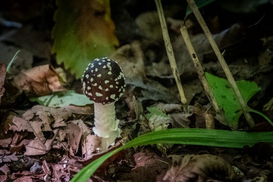 Lake Kussharo chocolatey mushroom