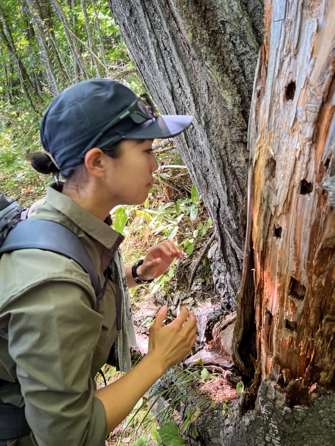 Lake Kussharo, guide, woodpecker holes