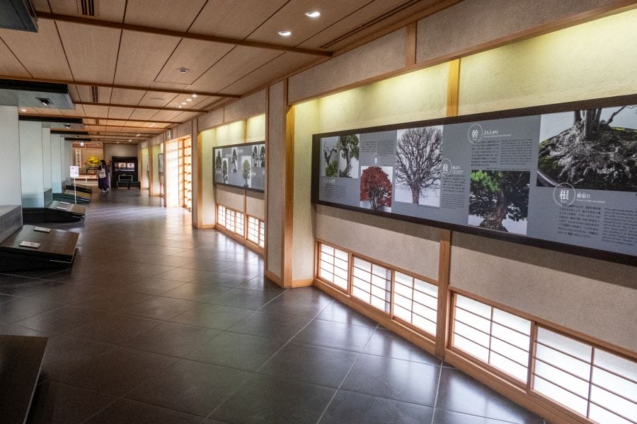 Omiya Bonsai Museum appreciating bonsai