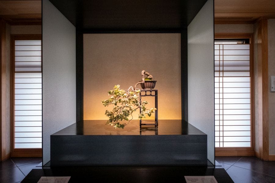 Omiya Bonsai Museum descending tree