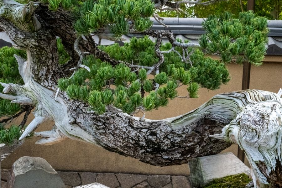 Omiya Bonsai Museum dragon bonsai