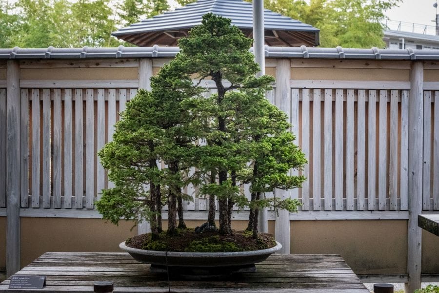 Omiya Bonsai Museum little grove
