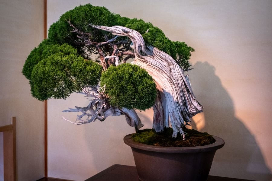 Omiya Bonsai Museum major specimen