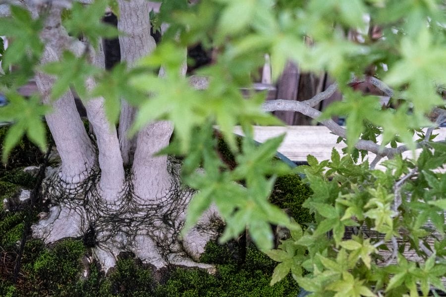 Omiya Bonsai Museum maple trunk focus