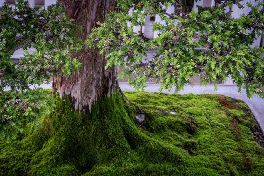 Omiya Bonsai Museum mossy trunk