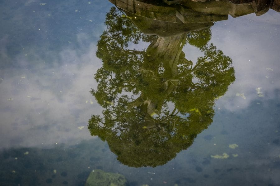 Omiya Bonsai Museum reflected tree and clouds
