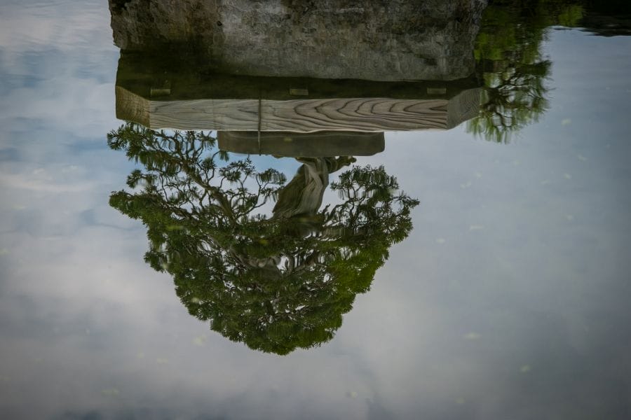 Omiya Bonsai Museum reflected tree