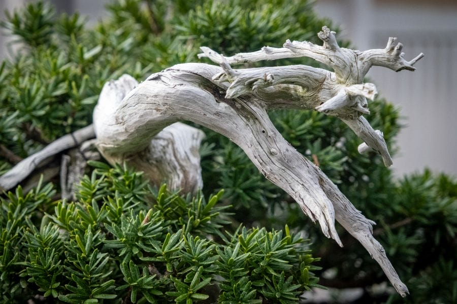 Omiya Bonsai Museum white wood