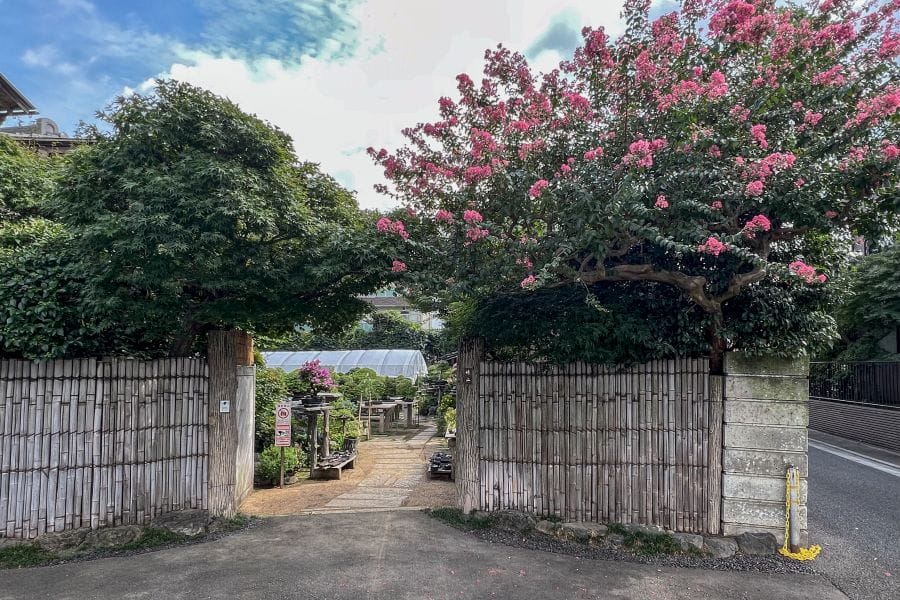 Omiya bonsai Fuyo-en entrance pink flowers