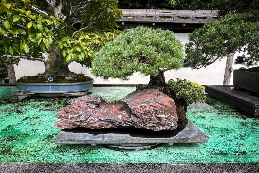 Omiya bonsai Fuyo-en pine on a rock