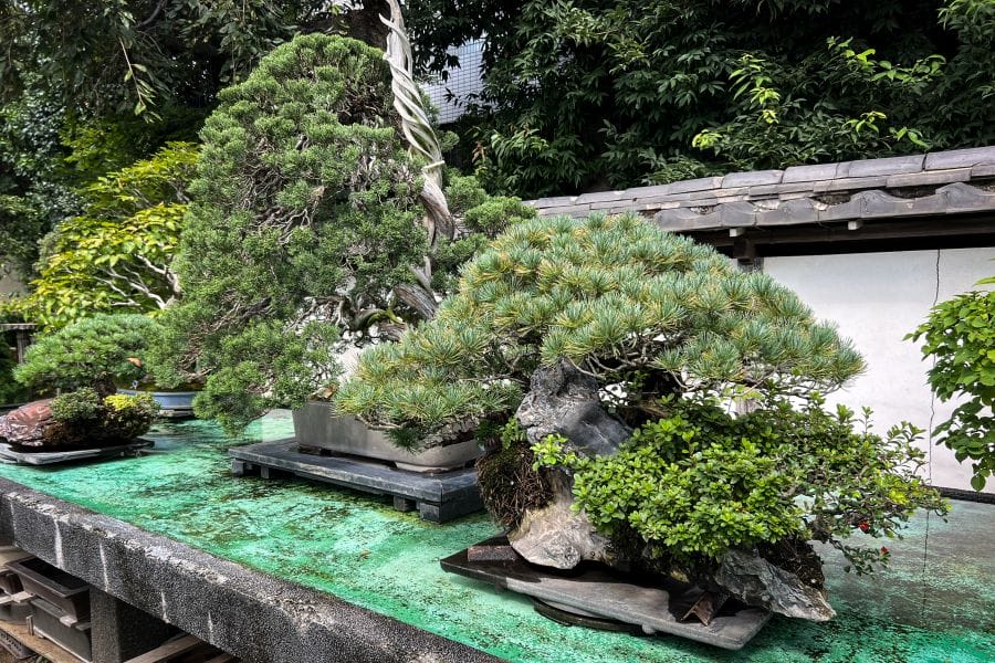 Omiya bonsai Fuyo-en various specimens
