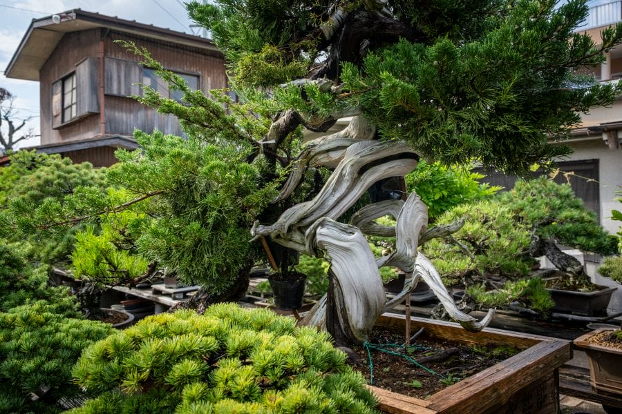 Omiya bonsai Toju-en juniper