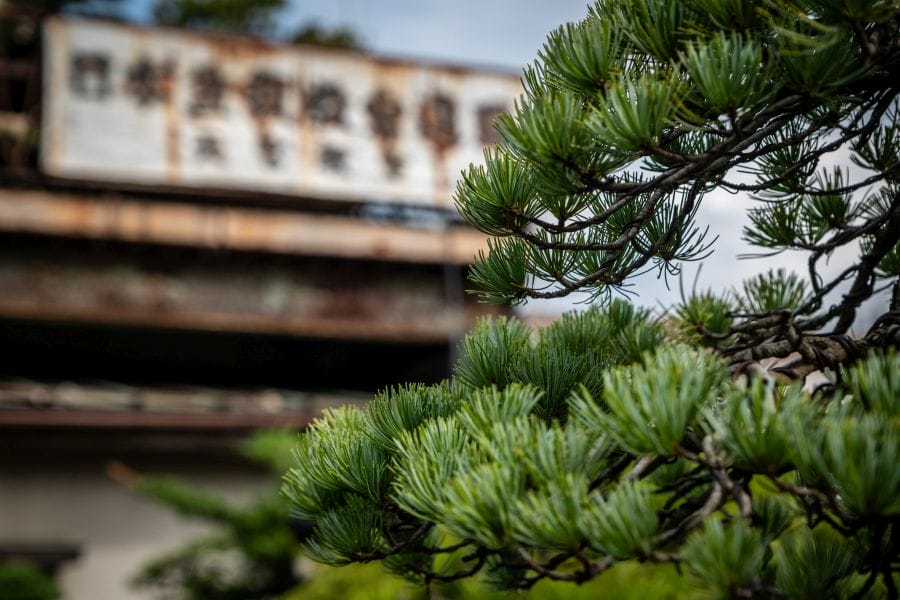 Omiya bonsai Toju-en pine needles and sign