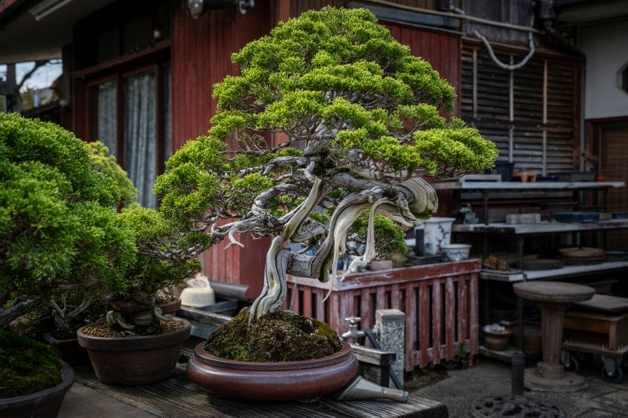 Omiya bonsai Toju-en tree portrait