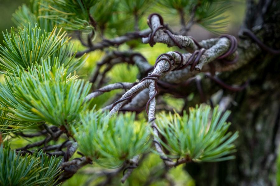 Omiya bonsai Toju-en wire and pine needles