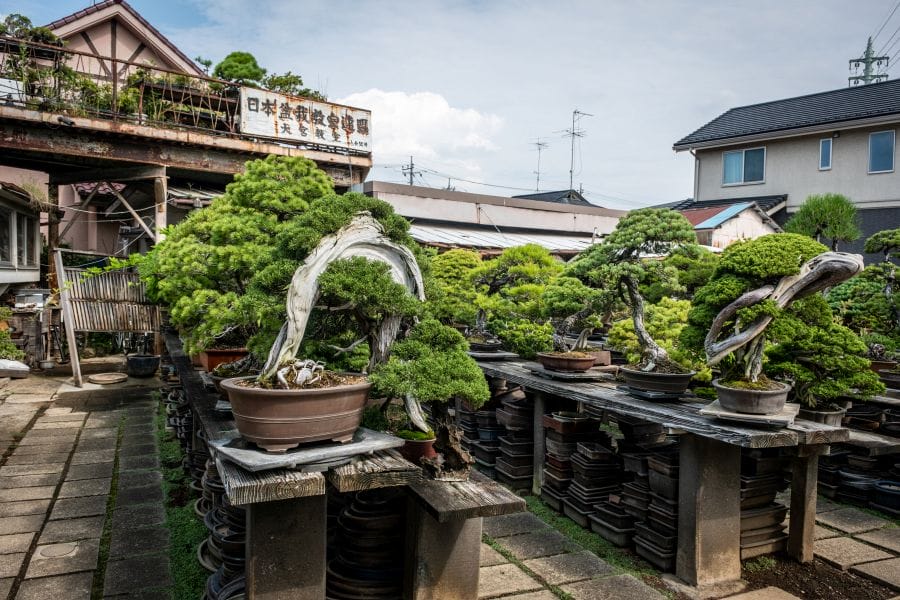 Omiya bonsai Toju-en yard