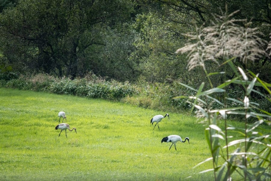Akan, cranes in a field