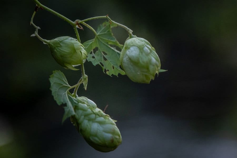 Kushiro River hops